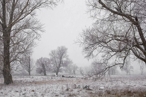 First snowfall, snowstorm in the morning — Stock Photo, Image