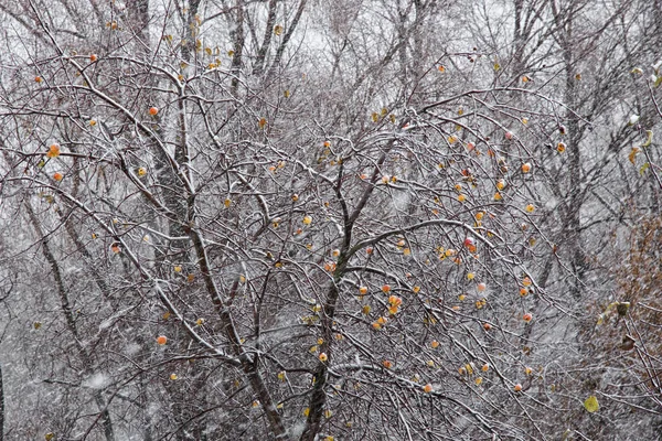 Appels op de boom en de eerste sneeuwval — Stockfoto