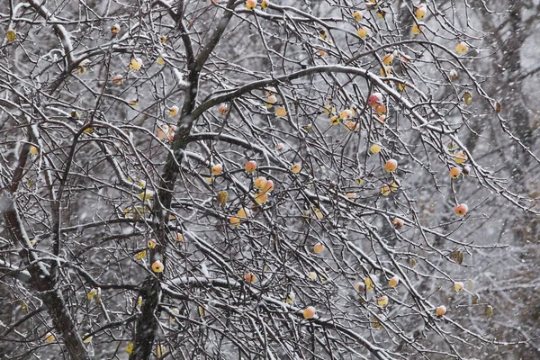 Manzanas en el árbol y la primera nevada —  Fotos de Stock