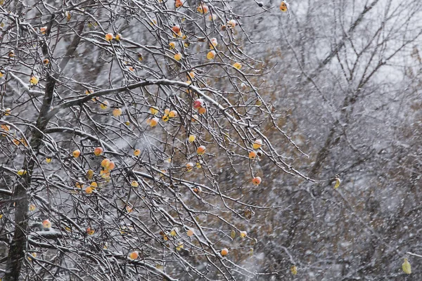 Manzanas en el árbol y la primera nevada —  Fotos de Stock