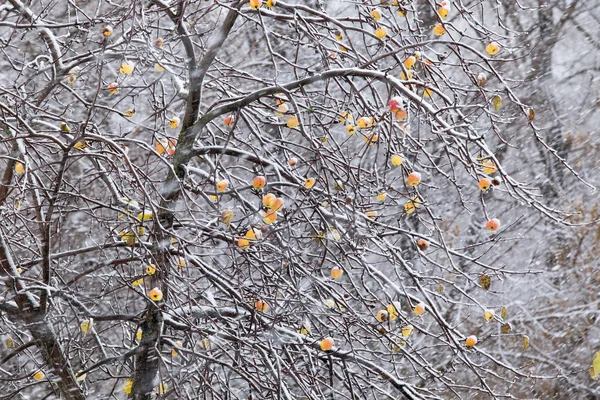 Pommes sur l'arbre et premières chutes de neige — Photo