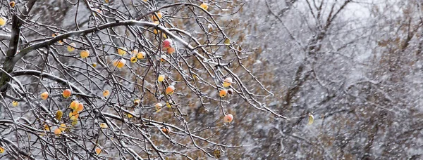 Jablka na stromě a první sníh — Stock fotografie