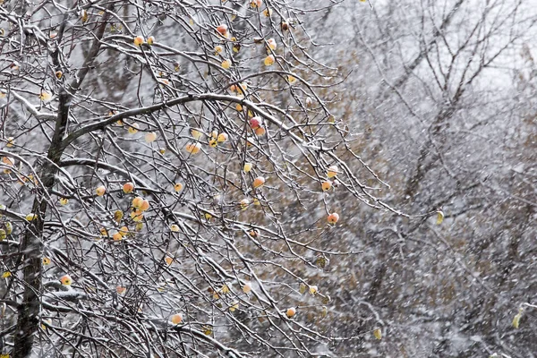 Maçãs na árvore e a primeira nevasca — Fotografia de Stock