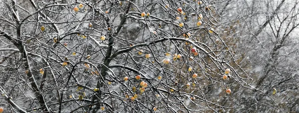 Apples on the tree and the first snowfall — Stock Photo, Image