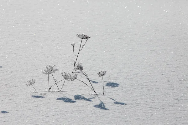 Фон сухой травы в мороз — стоковое фото