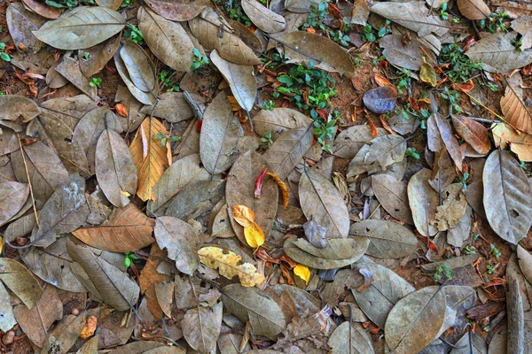 Sfondo texture di foglie cadute — Foto Stock