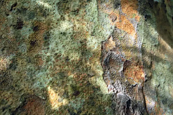 Texture de fond des racines des arbres — Photo