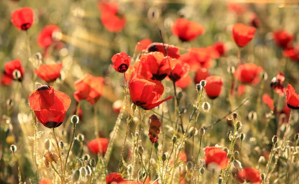 Campo de flores de papoula, close-up no início da manhã — Fotografia de Stock