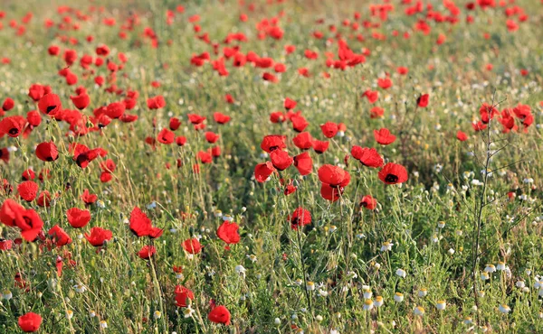 Campo de flores de amapola, primer plano temprano en la mañana — Foto de Stock