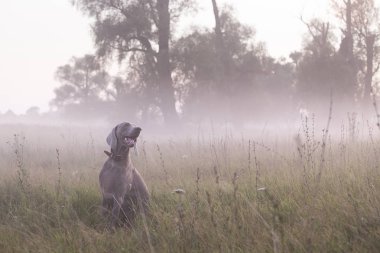  Doğada safkan köpek açık havada.