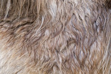 Deve kürk arka plan doku görüntü arka planı