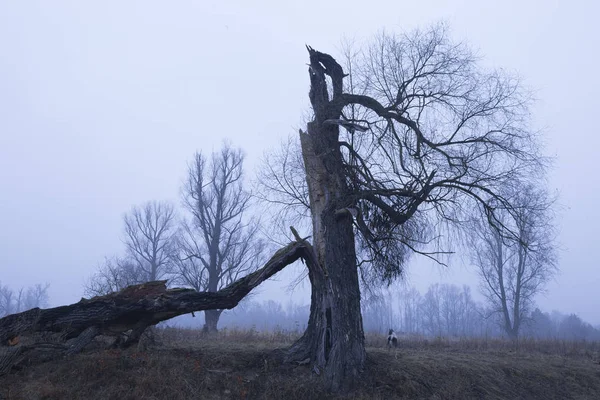 Trees on a field at dusk — Stock Photo, Image