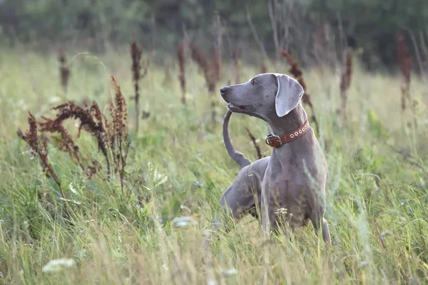 Doğada safkan köpek açık havada. — Stok fotoğraf