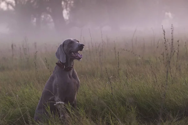 Purebred hund utomhus i naturen. — Stockfoto