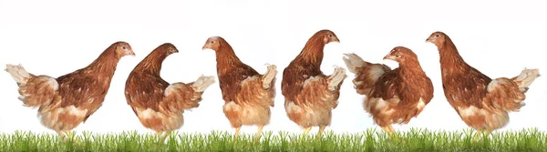 Găini ouătoare de pui — Fotografie, imagine de stoc