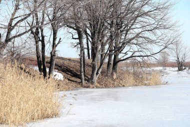 Buz Nehri üzerinde yüzen  