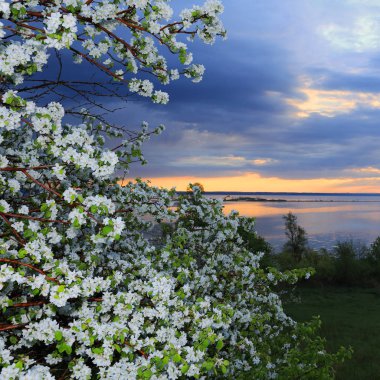 nehir kıyısında çiçek açması elma ağacı