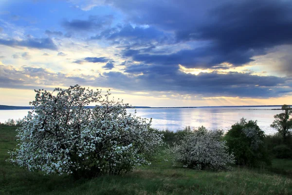 Blommande äppelträd på Älvstranden — Stockfoto