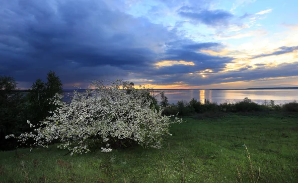 Blommande äppelträd på Älvstranden — Stockfoto