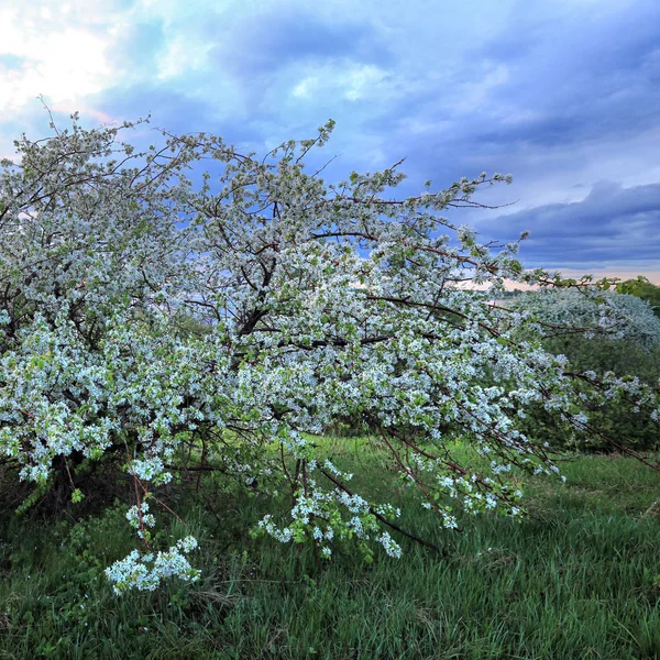 Kvetoucí jabloň na břehu řeky — Stock fotografie