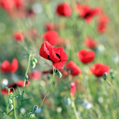 Haşhaş çiçekleri alan, sabah erkenden yakın çekim