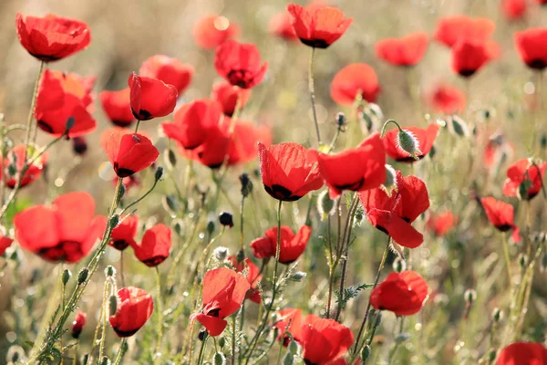 Campo de flores de papoula, close-up no início da manhã — Fotografia de Stock