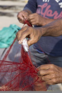 Kuzey Goa, Arambol, Mandrem/Hindistan-Aralık 2018: Hint Bo