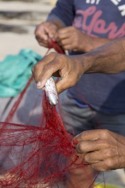 Kuzey Goa, Arambol, Mandrem/Hindistan-Aralık 2018: Hint Bo