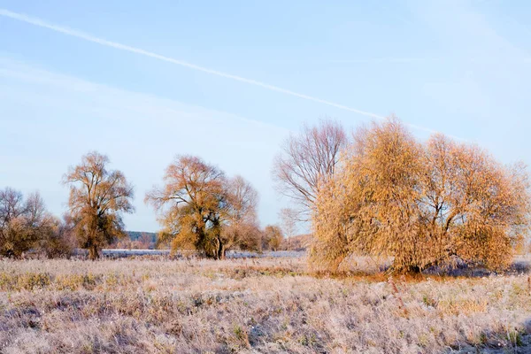 Grove in autumn — Stock Photo, Image