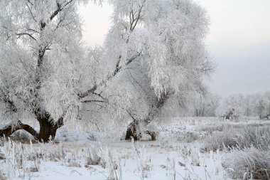 hoarfrost meşe