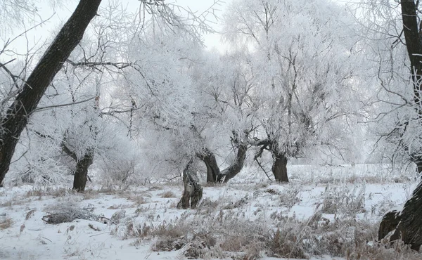 Oak in hoarfrost — Stock Photo, Image