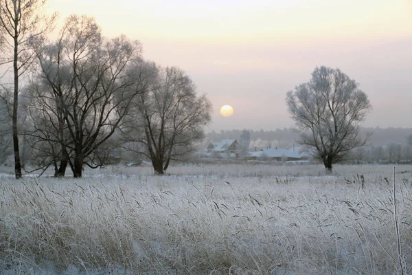 Ek i rimfrosten — Stockfoto