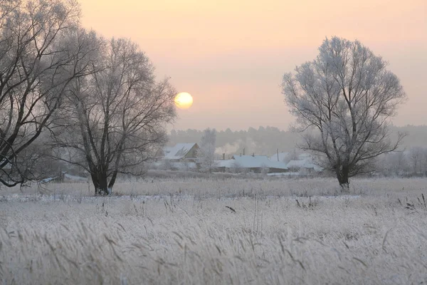 Ek i rimfrosten — Stockfoto