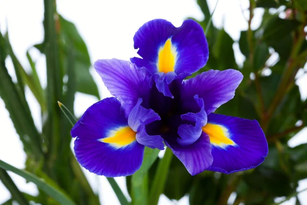 Iris azul — Foto de Stock
