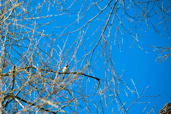 Ramas de un árbol — Foto de Stock