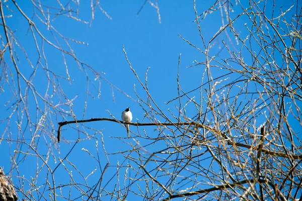 Branches d'un arbre — Photo