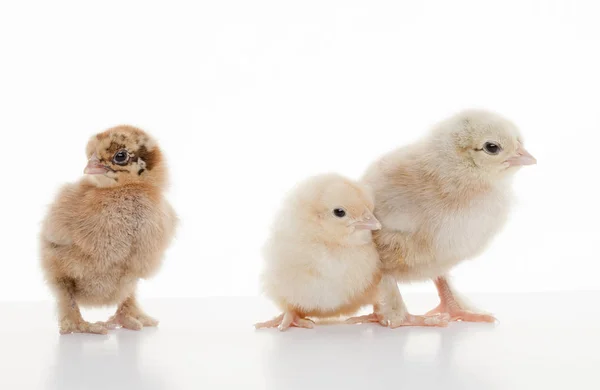Kleine flauschige Hühner — Stockfoto
