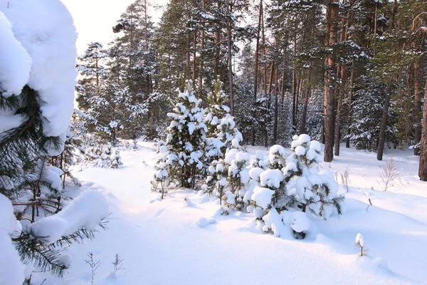 Forêt de pins d'hiver — Photo