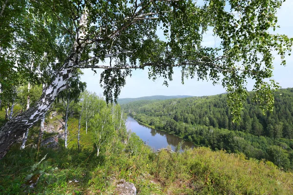Björk grove i Ural — Stockfoto