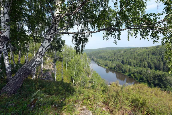 Bosque de bétula nos Urais — Fotografia de Stock