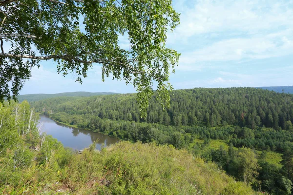 Береза grove на Уралі — стокове фото