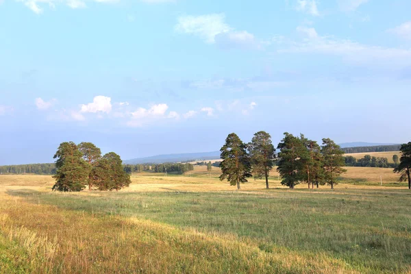 Grupo de pinos en un prado al atardecer — Foto de Stock