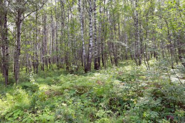 Urallarda huş grove