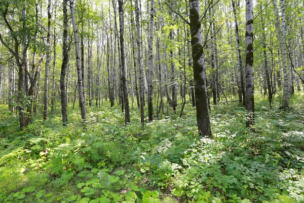 Björk grove i Ural — Stockfoto