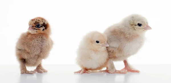 Pollos pequeños y esponjosos —  Fotos de Stock