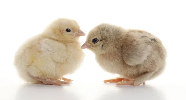 Kleine flauschige Hühner — Stockfoto