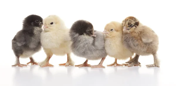 Kleine flauschige Hühner — Stockfoto