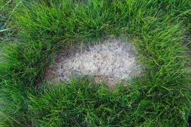 Çimenlerdeki taşlar