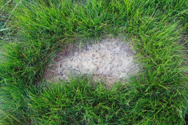 Çimenlerdeki taşlar