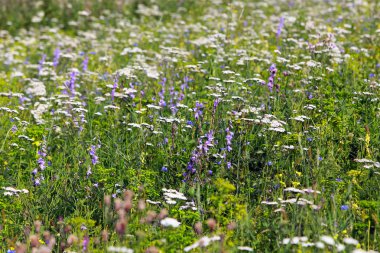 çayır çim ve çiçekler